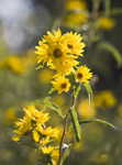 Wild Sunflowers 6265